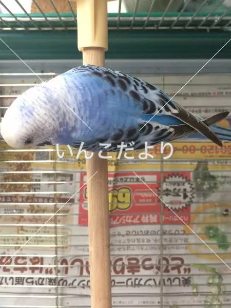 コメントの画像