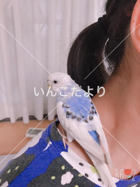 コメントの画像