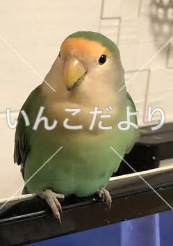 コメントの画像