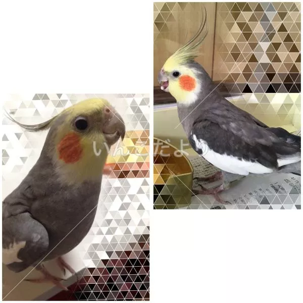 コメントの画像