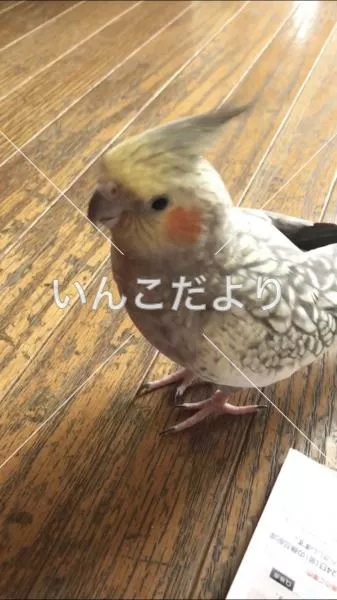 コメントの画像