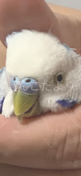 コメントの画像