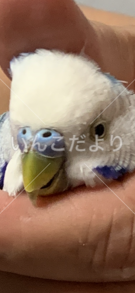 コメントの画像
