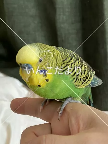 コメントの画像