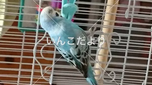 コメントの画像