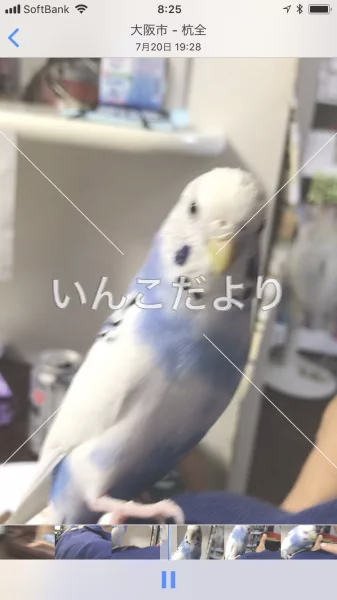 コメントの画像