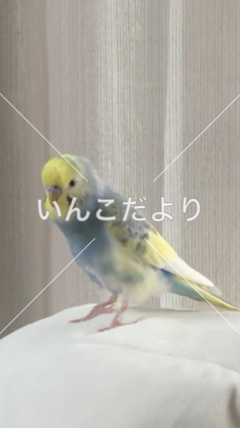 コメントの画像