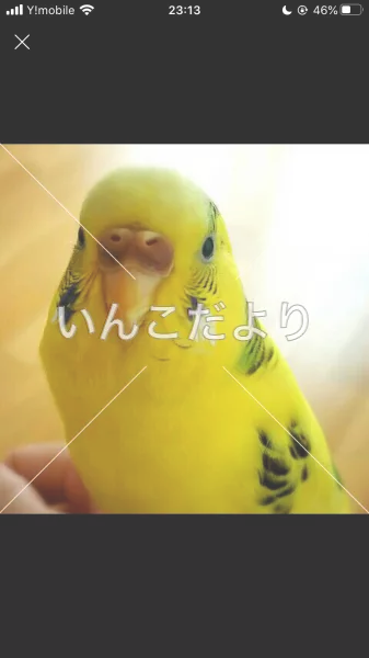 コメントの画像