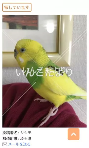 コメントの画像