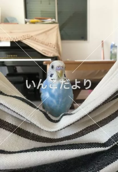 コメントの画像