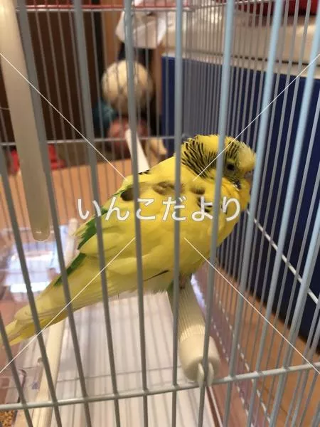 コメントの画像