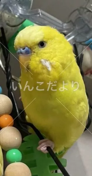 コメントの画像