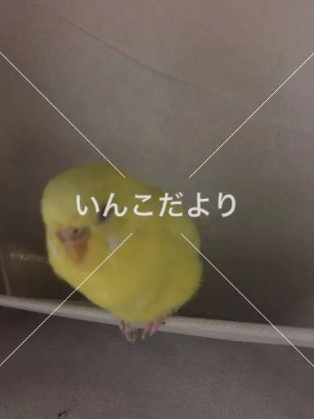 コメントの画像