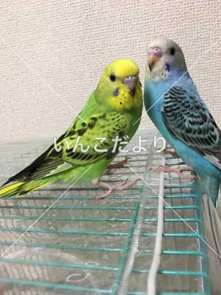 コメントの画像