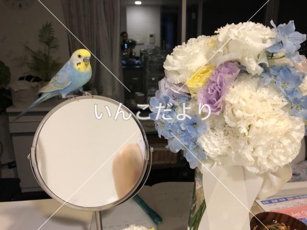 コメントの画像