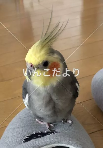 コメントの画像