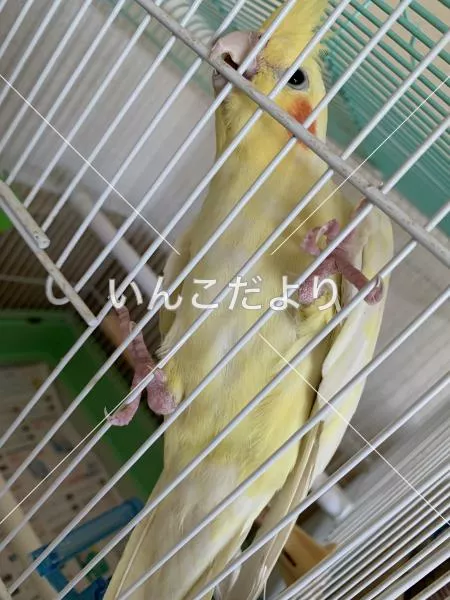 コメントの画像