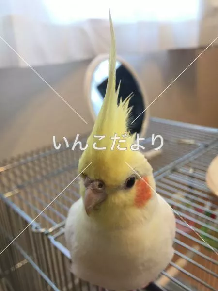 コメントの画像