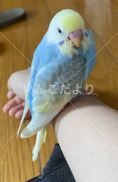 コメントの画像