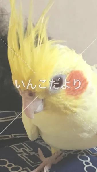 コメントの画像