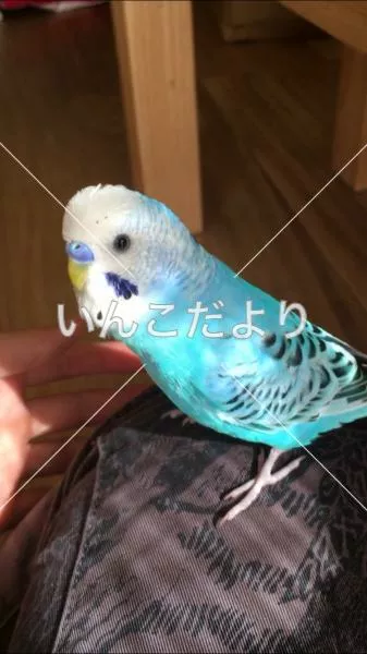 コメントの画像