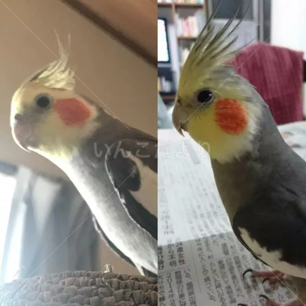 コメントの画像