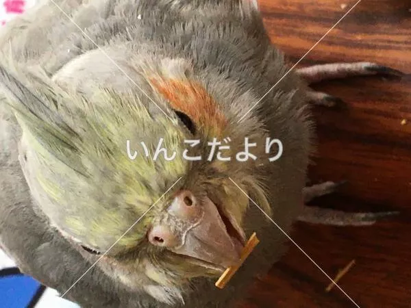 コメントの画像