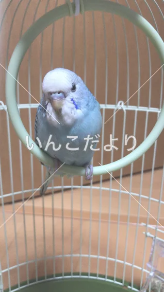 コメントの画像