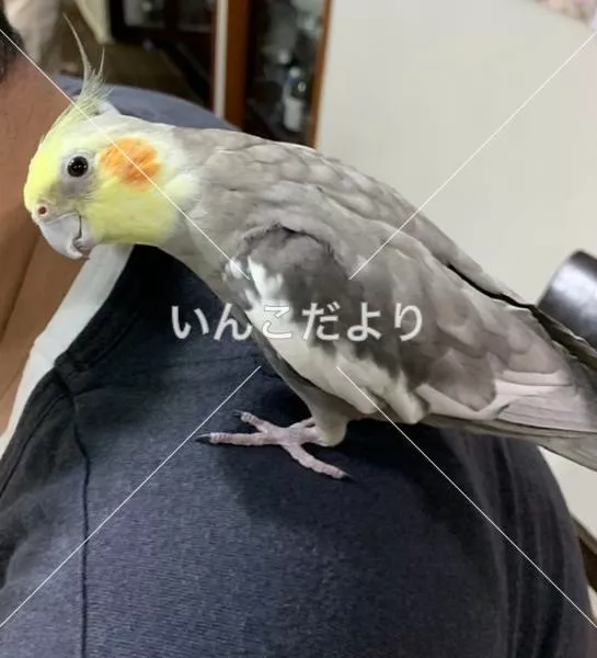 コメントの画像