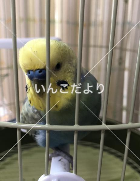 コメントの画像