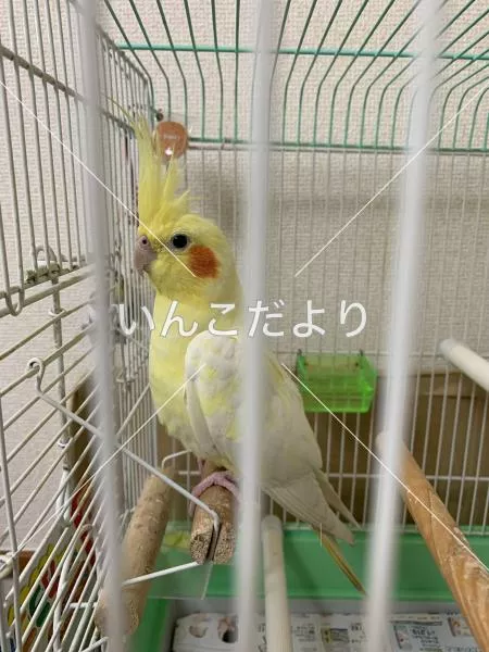 コメントの画像