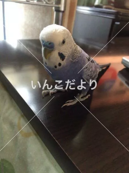 コメントの画像