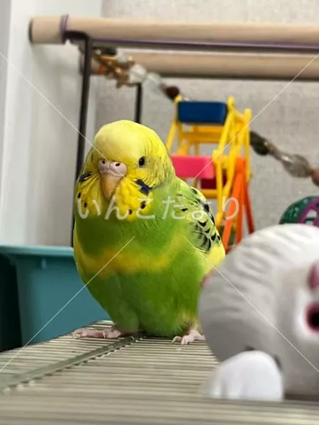 コメントの画像