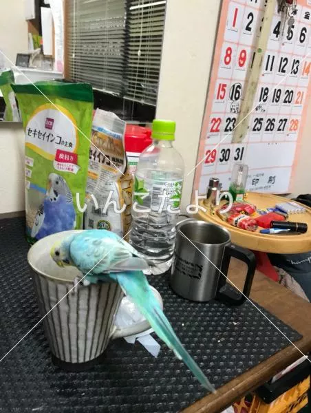 コメントの画像