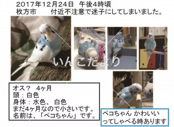 コメントの画像