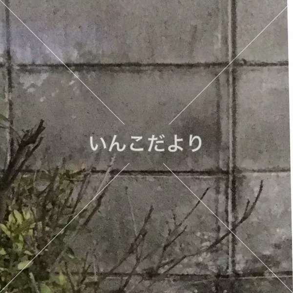 コメントの画像