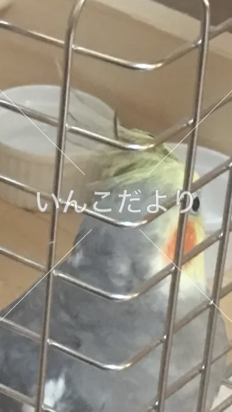 コメントの画像