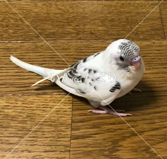 コメントの画像