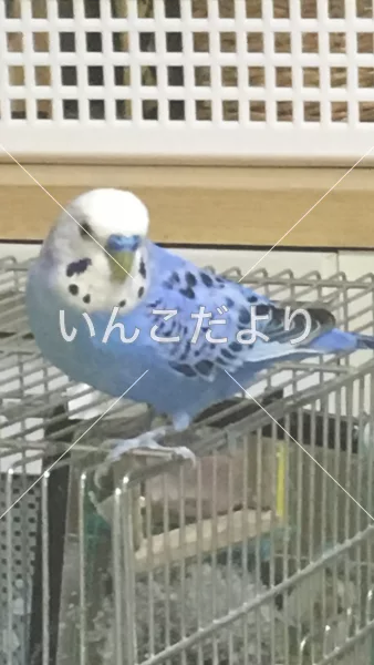 コメントの画像