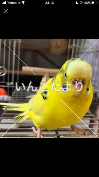 コメントの画像