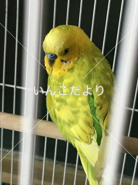 コメントの画像