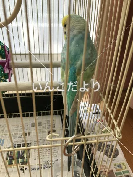 コメントの画像