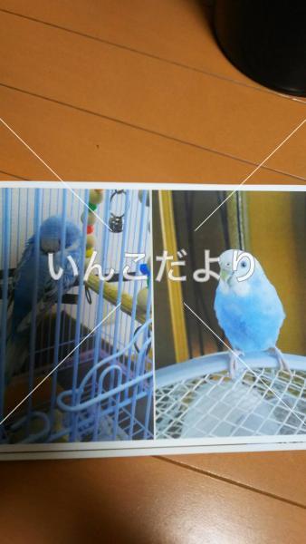 コメントの画像