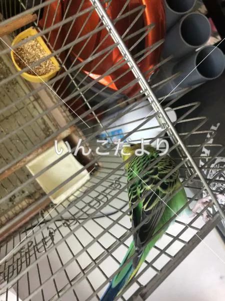 コメントの画像