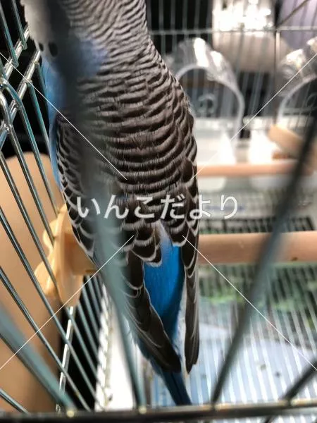 コメントの画像