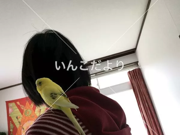 コメントの画像