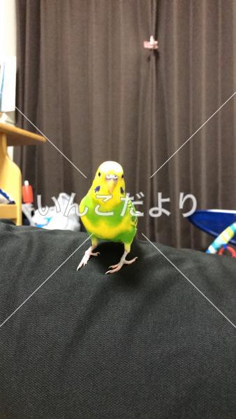 コメントの画像