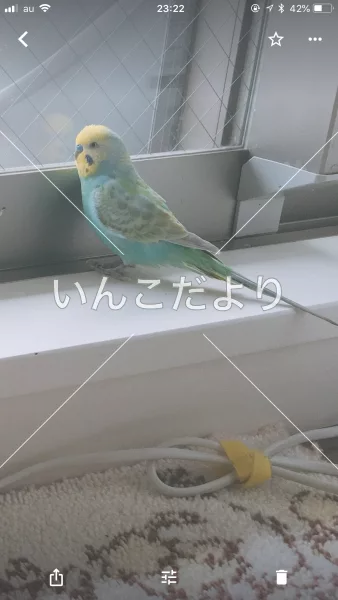 コメントの画像