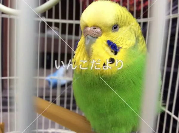 コメントの画像