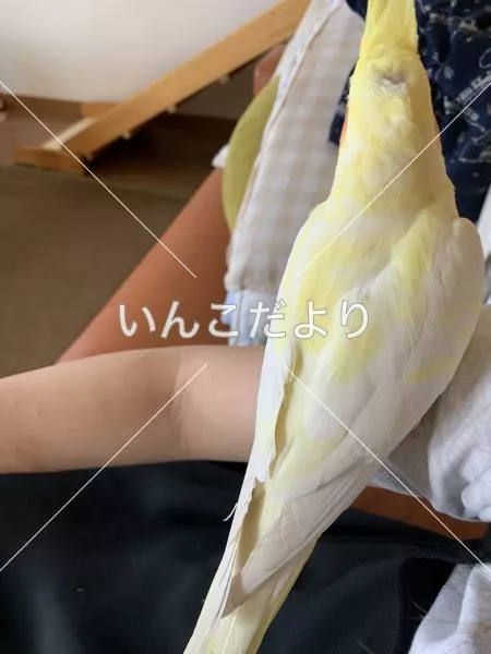 コメントの画像